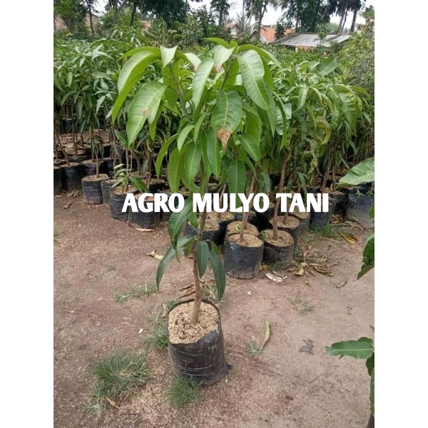 Bibit Mangga Mahatir Super Batang Besar