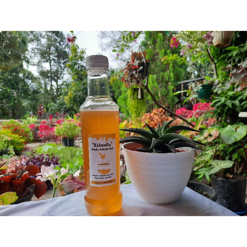 

MADU KELULUT/KLENCENG ASLI KALIMANTAN (400gr)