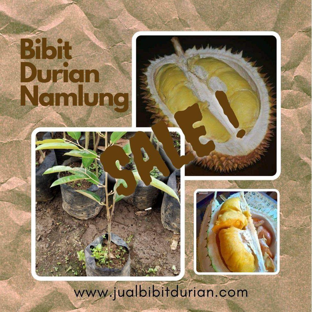 Bibit Durian Namlung/Cumasi