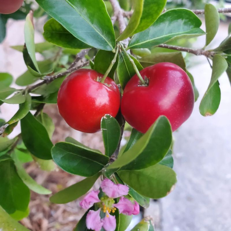 Bibit buah Malpighia sianci asam kecut manis/acerola/Vietnam/Barbados Cherry