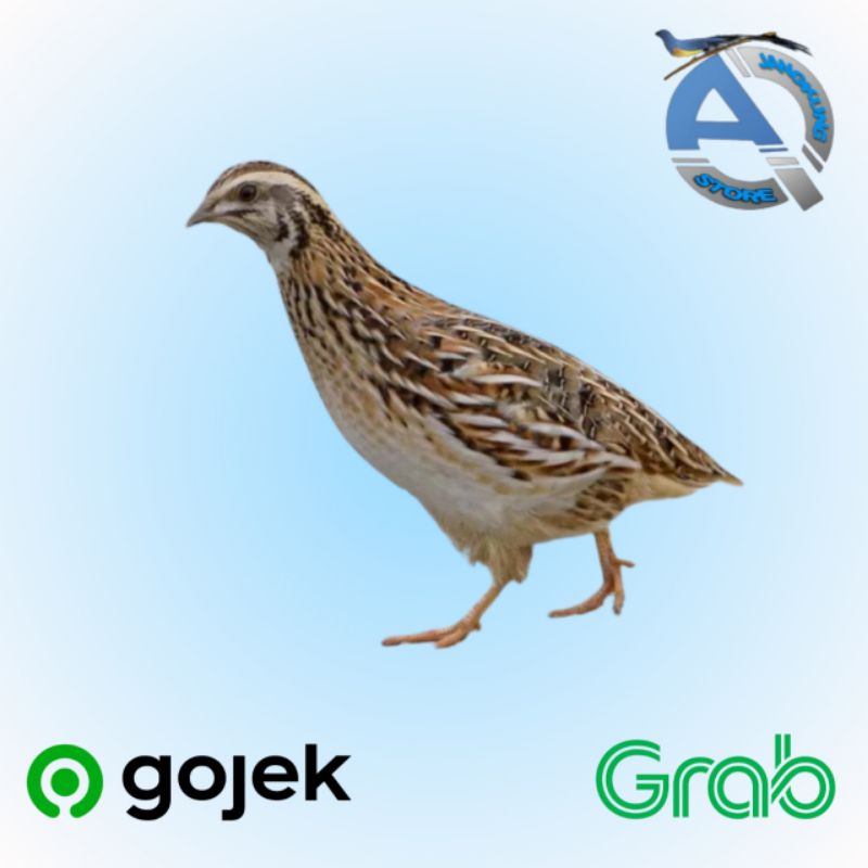 burung puyuh  BETINA/ PUYUH PETELUR