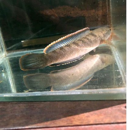 limbata 10-20cm rim tebal