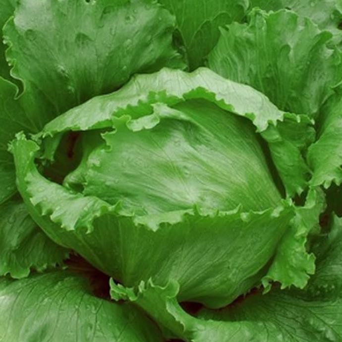 Murah ( Isi 500 + ) Bibit Benih Tanaman Hidroponik Selada Hijau Head Lettuce Berkualitas