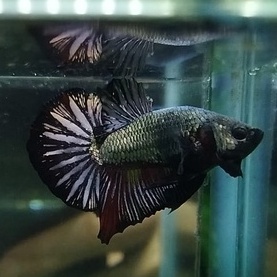 IKAN CUPANG PK BLACK COPPER 100% REALPICT (KODE AL6)