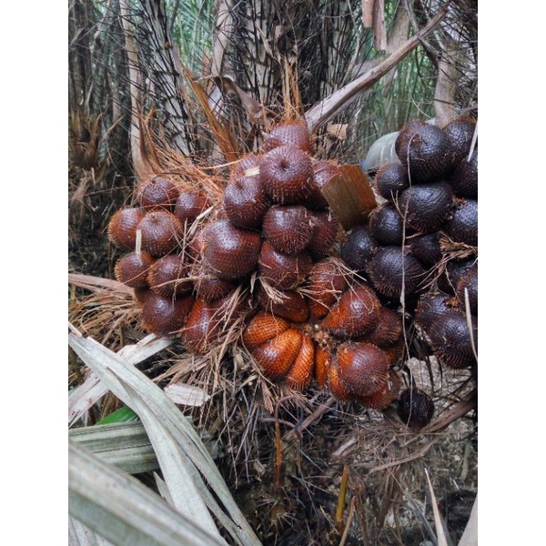 

Buah Salak Sepet/ Sepat Rasa Sepat Manis 1 kg