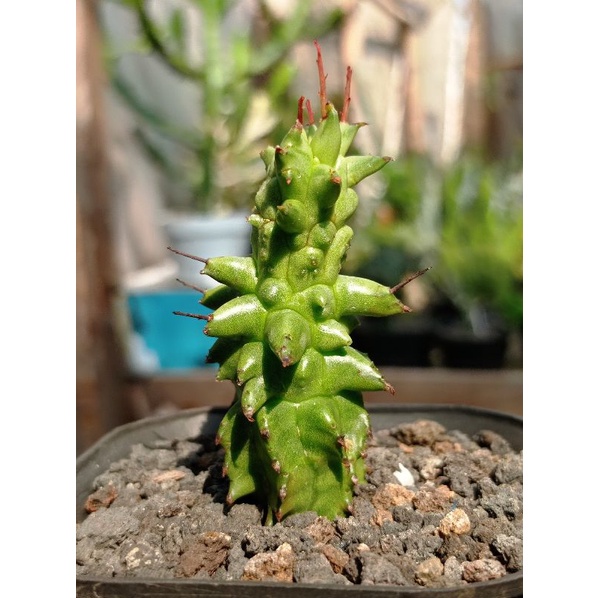 euphorbia horrida monstruosa KAKTUS SUKULEN TANAMAN HIAS