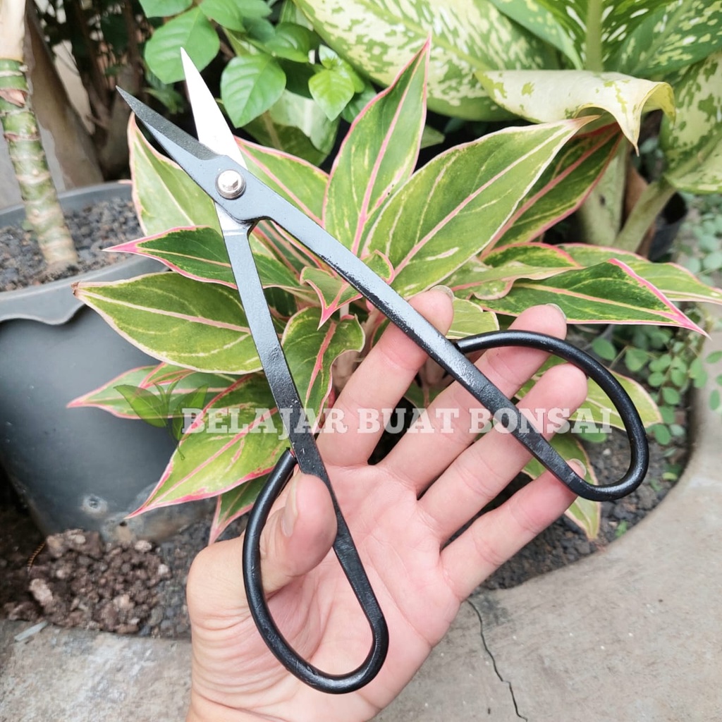 GUNTING DAUN DAN DAHAN BAHAN CARBON 19.5 CM