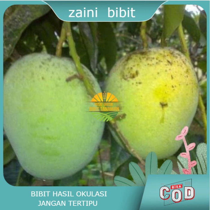 Bibit Anggur mangga madu Termurah