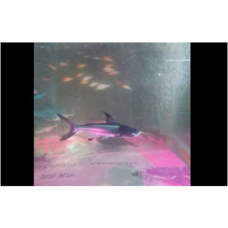 ikan geng khiskhan/ hiu air tawar / ikan gengkhis khan