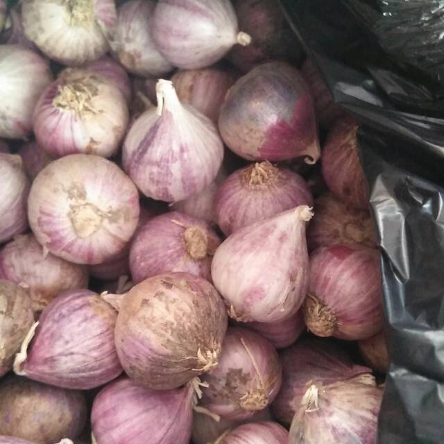 

Bawang lanang inport