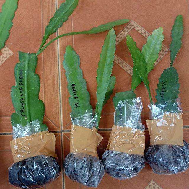 tanaman hias wijaya kusuma - bibit dewasa - Bibit bunga besar Epiphyllum (berakar)