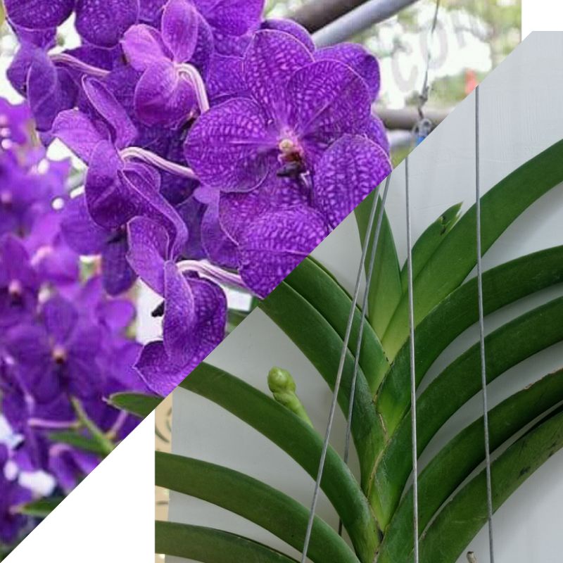 anggrek vanda jumbo knop biru
