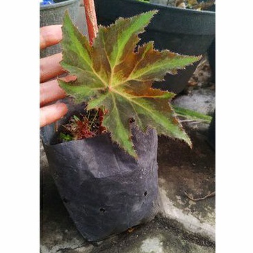 keladi ijo bentuk daun bintang batang merah /begonia/tanaman hias
