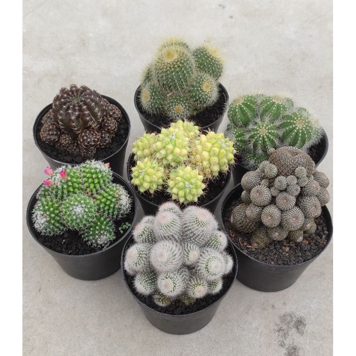 kaktus cluster ( ownroot)
