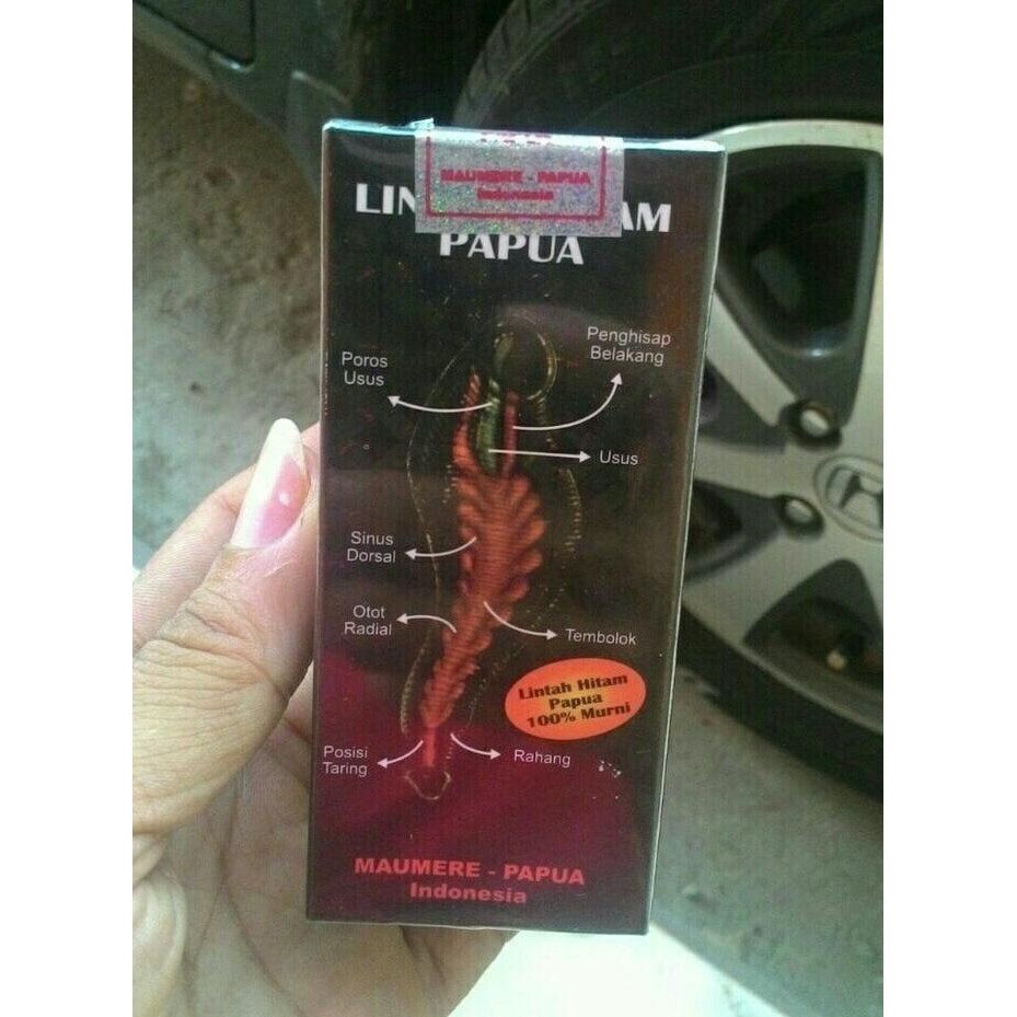 MINYAK LINTAH HITAM