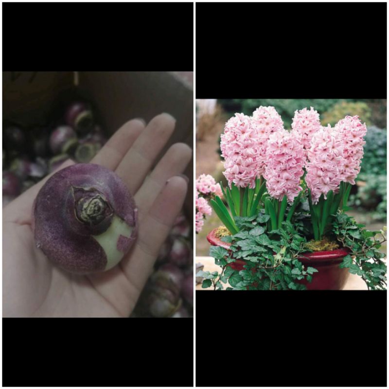 umbi hyacinth
