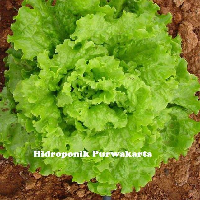 85 Benih Selada Bohemia Lettuce Batavia Isi 1 Gram Original Packing PT Indogreen - Enza Zaden ➬➽ ➮ (