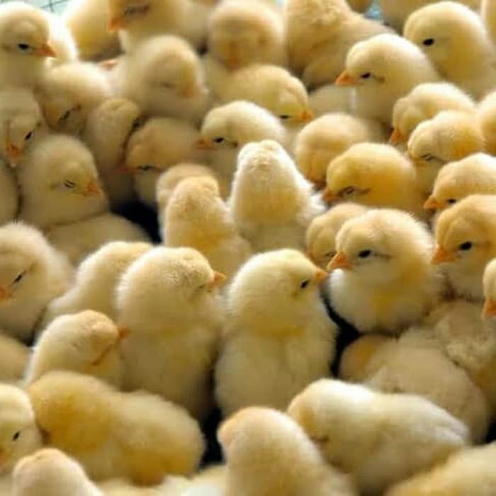 

DOC Broiler | Anak Ayam Broiler | Ayam Pedaging
