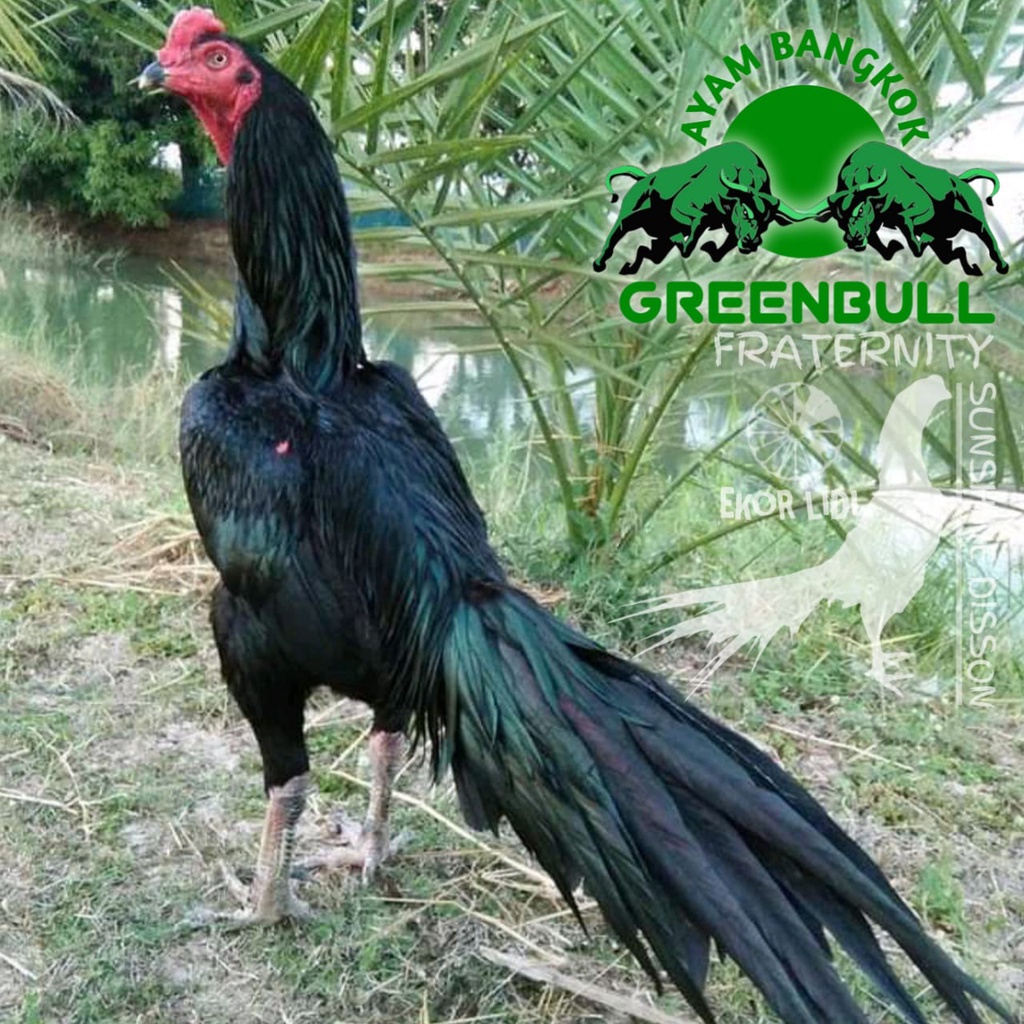 telur ayam bangkok ekor lidi hitam greenbull shunsine disson