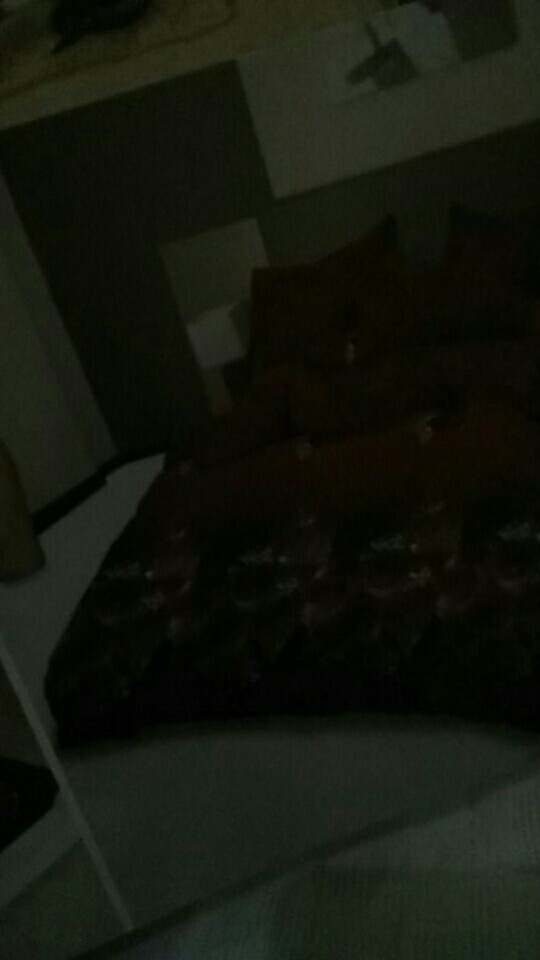 Rc Sprei Lady Rose Queen Ukuran 160x200 Harga Terjangkau Motif Cute