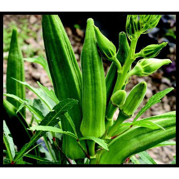 BENIH BIBIT EKONOMIS OKRA HIJAU