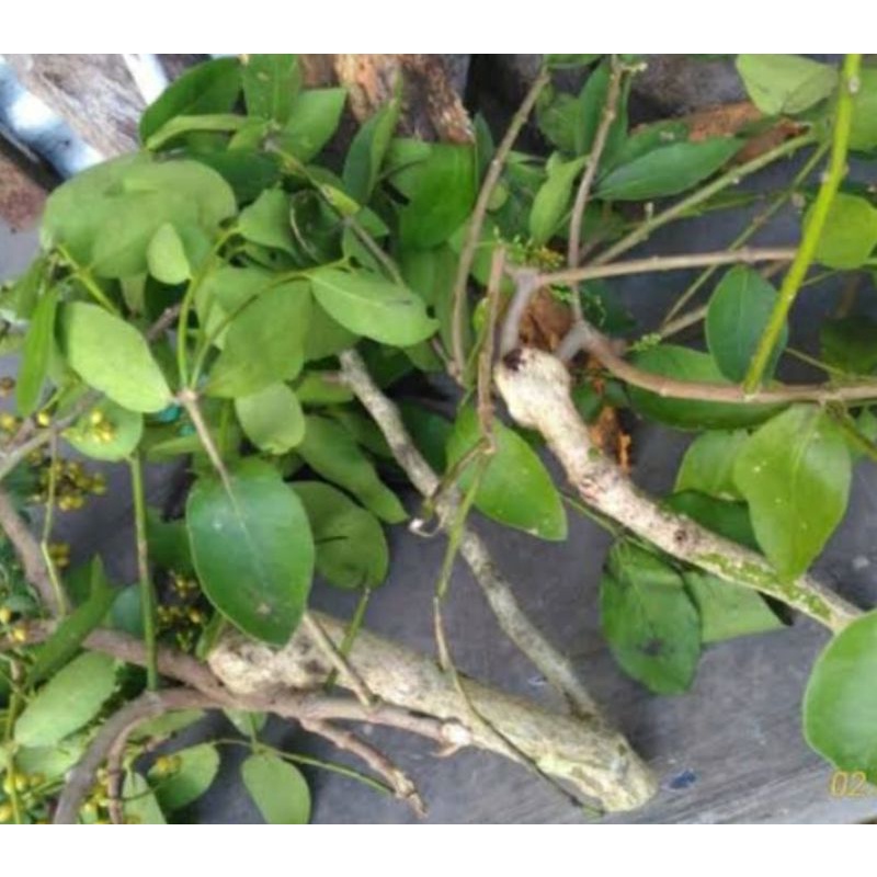 daun Benalu kelor atau kemladean segar 500 gram