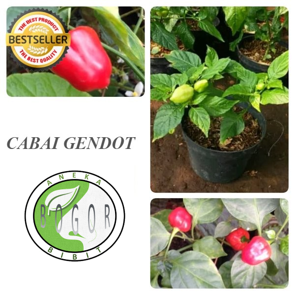 BIBIT POHON TANAMAN BUAH CABAI GENDOT