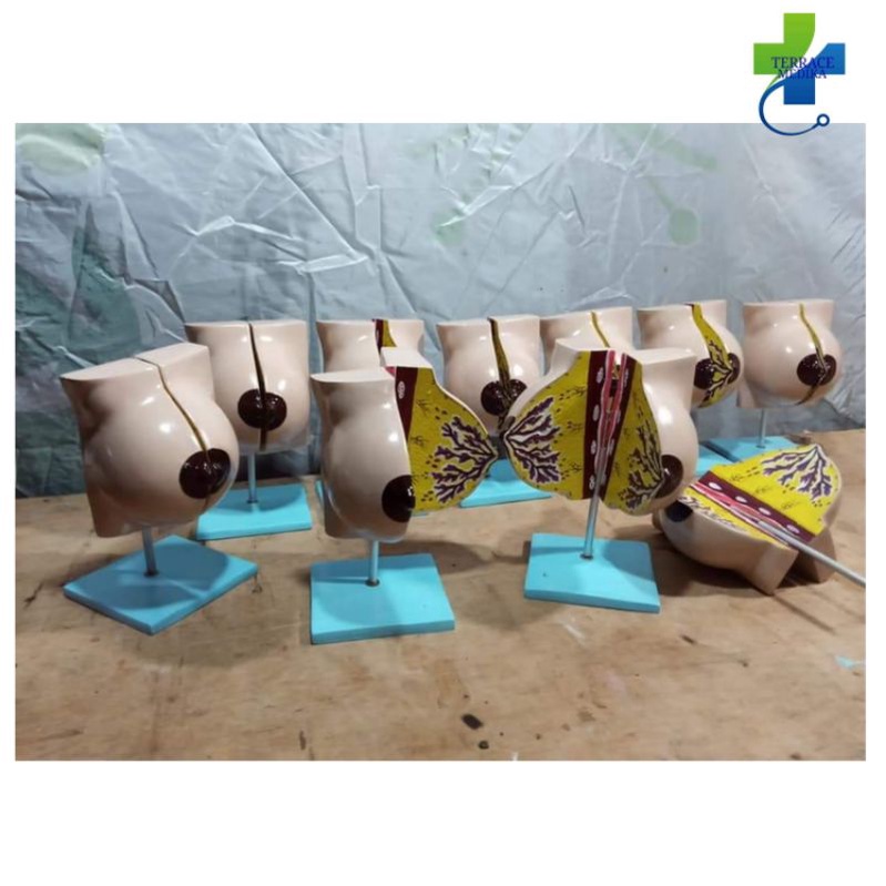 PHANTOM / MANEKIN / MANIKIN BREASTCARE