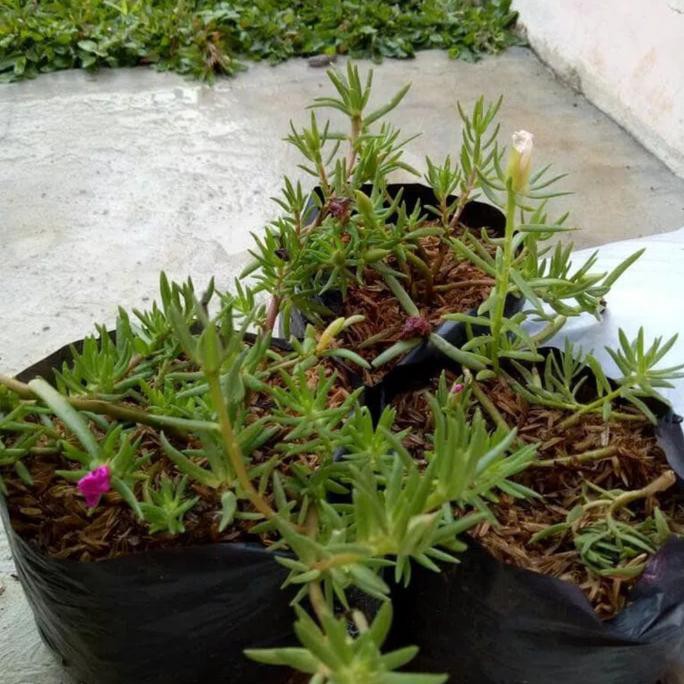 Jual 10 Bibit Bunga Krokot Bombai Sutera Unggul Shopee Indonesia