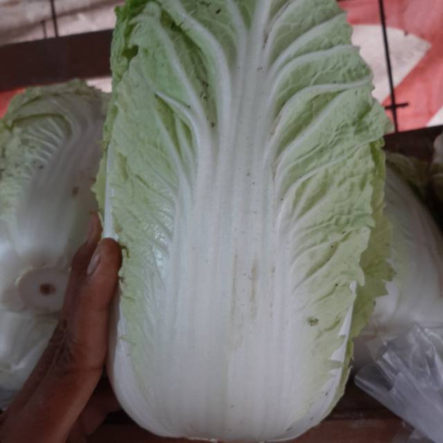 

Sawi putih 500gram