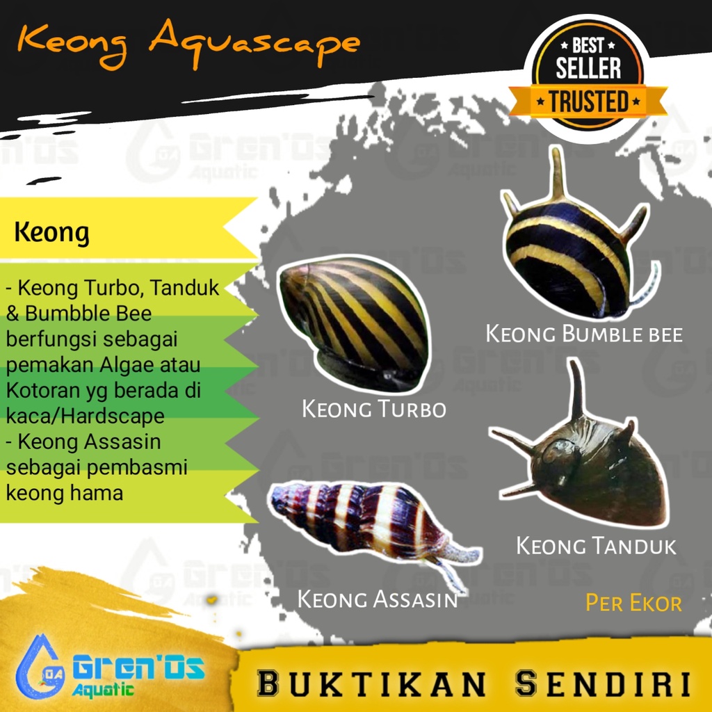 Jual Keong Mainan Anak Turbo Tanduk Bumble Bee Assasin Pembersih Algae