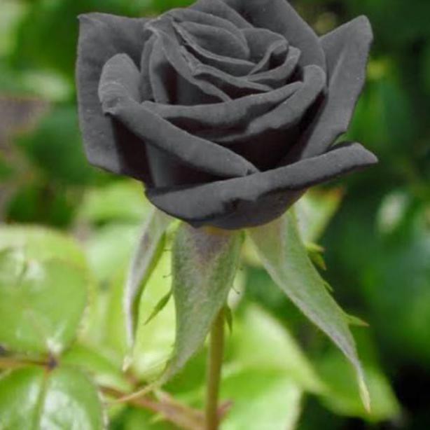 BIBIT BUNGA MAWAR HITAM BLACK ROSE IMPORT TANAMAN HIDUP MAWAR wangi