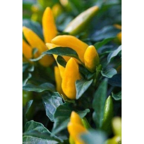 Benih Cabe Hias Yellow Calypso Bibit Tanaman Cabai Pelangi