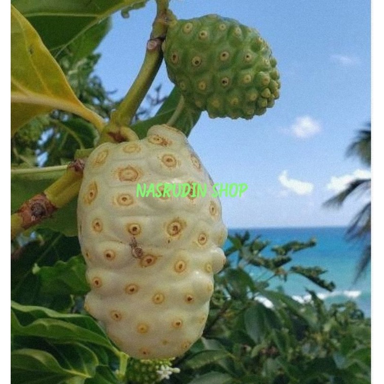 

[Fresh] BIBIT BIJI MENGKUDU ISI 30 BIBIT BUAH MENGKUDU SIAP SEMAI BIBIT MENGKUDU