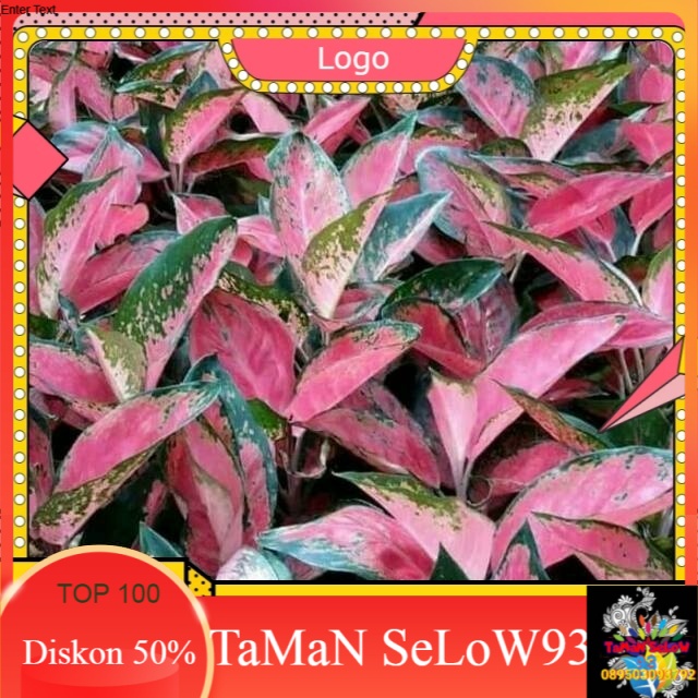 Tanaman hias aglonema RED kocin-aglonema cochin MERAH