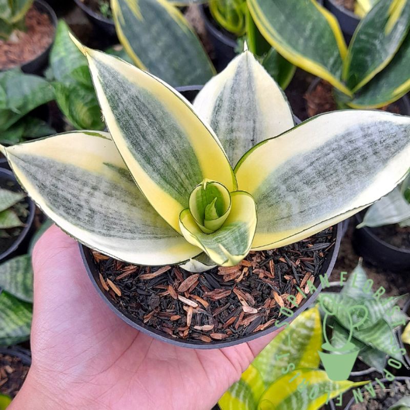Sansevieria Golden Honey