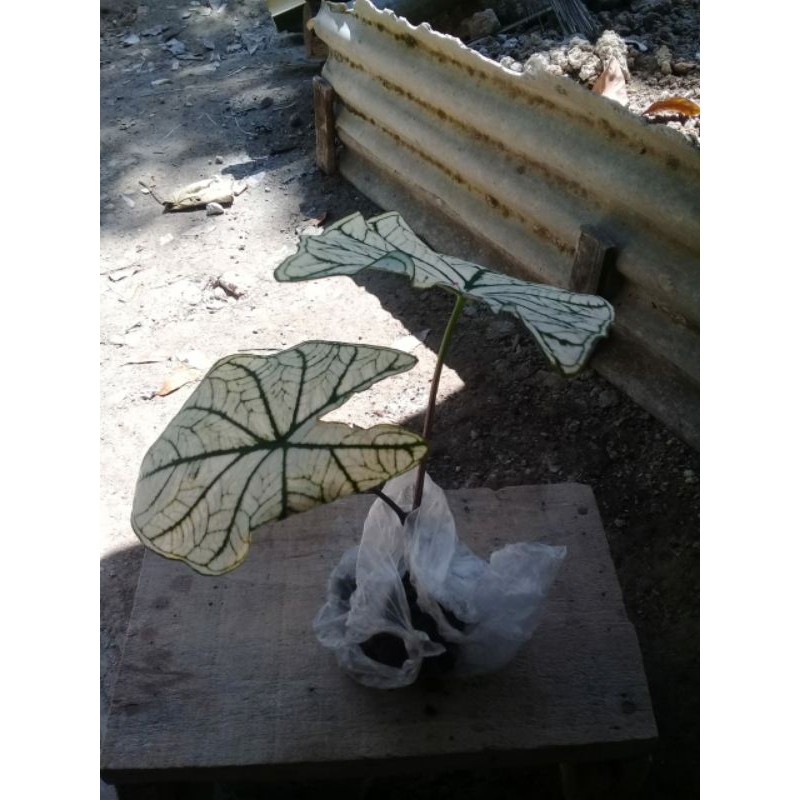 Bibit tanaman talas hias