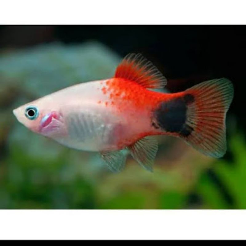 Jual Ikan Hias Platy Mickey Mouse Tuxedo Atau Sunrise Indonesia Shopee Indonesia