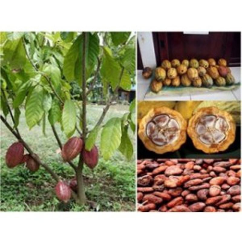 

buah kakau atu coklat mateng