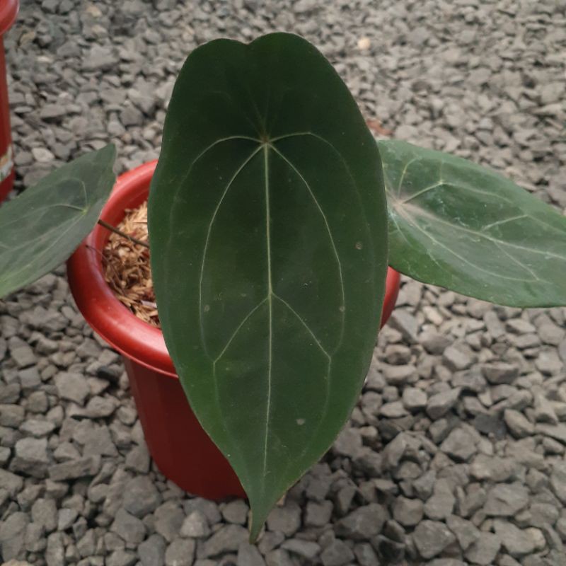 Tanaman Hias Anthurium Forgetii / Kuping Gajah Buta Dark Form not Philo / Dorayaki