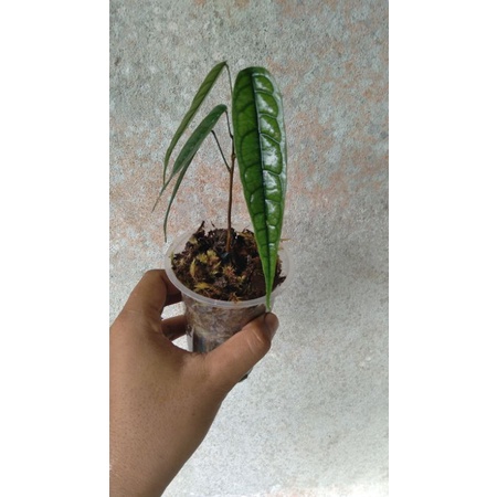 ardisia sp borneo