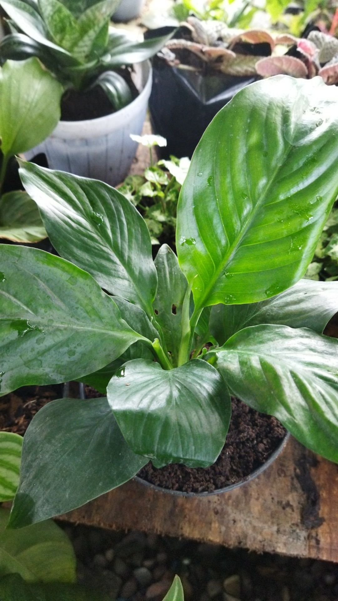 Bibit Tanaman Sepatu Vilum Bangkok Remaja