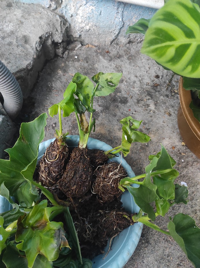 Bibit Philodendron Selloum Atau Jari