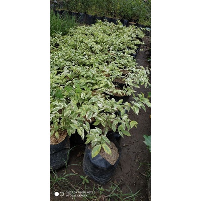 Bunga anting putri varigata