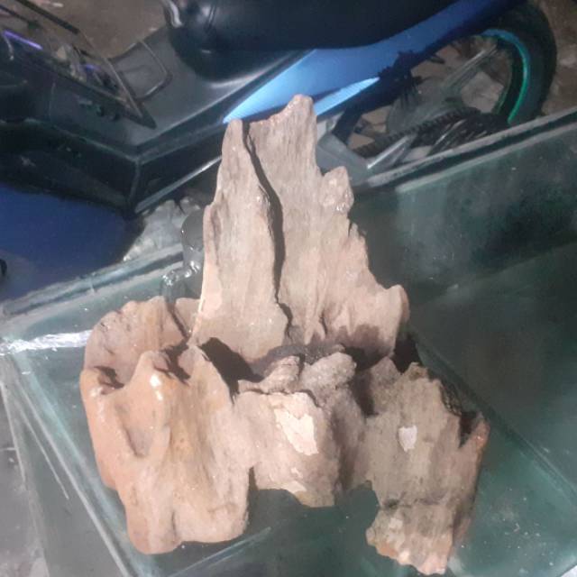 Kayu tenggelam aquascape