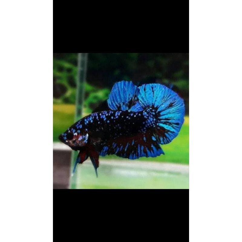 anakan cupang avatar