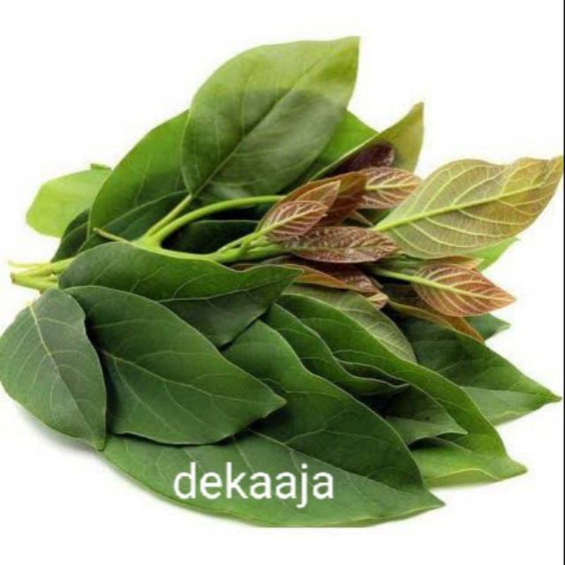 

1kg daun alpukat segar obat herbal