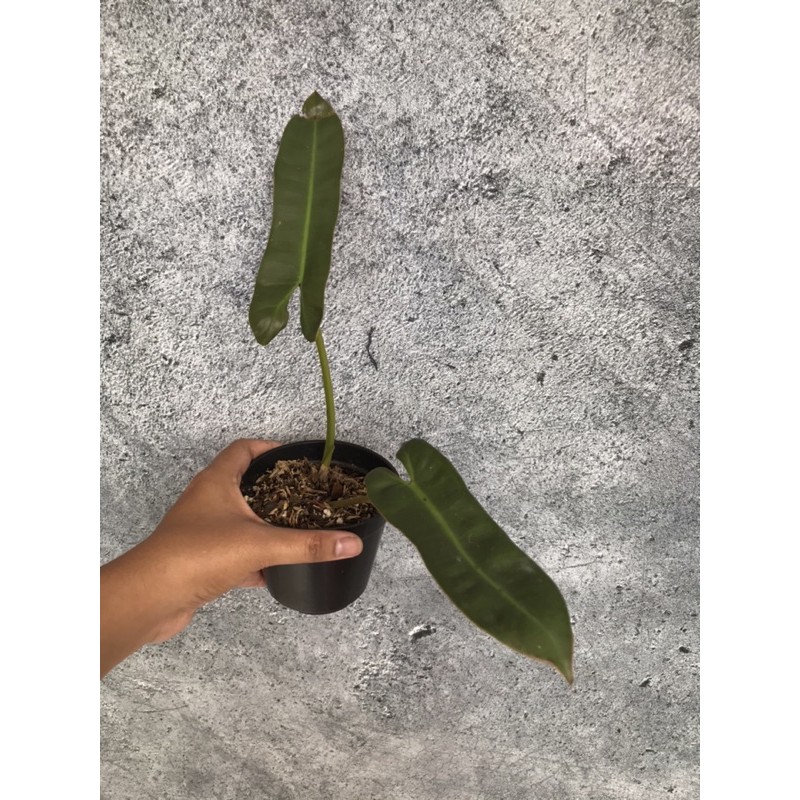 Philodendron Atabapoense
