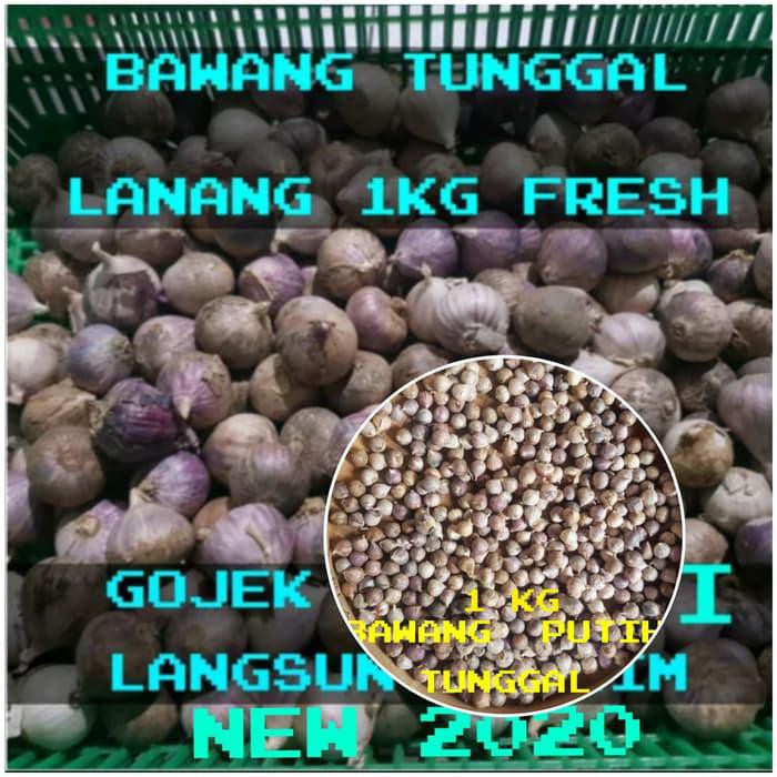 

SUPER AMPUH BAWANG PUTIH TUNGGAL/BAWANG LANANG 1KG !!!