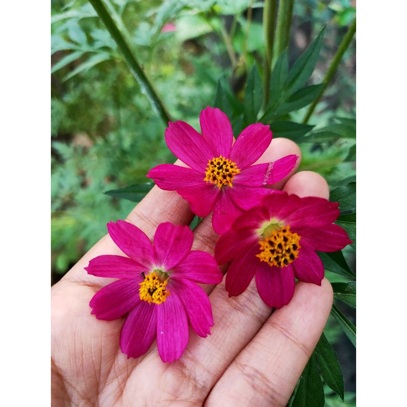 BENIH COSMOS THAILAND MERAH .BENIH BUNGA.BENIH TANAMAN HIAS.TANAMAN HIAS.TAMAN